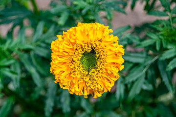 Fine wild growing flower marigold calendula on background meadow