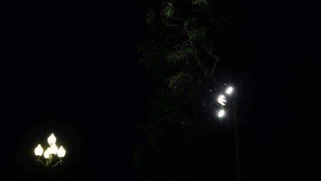 In the evening swarms of insects fly around the street lamps. A glowing lantern is surrounded by flying mosquitoes. Insects, moths, bright light attracts at night. 4K
