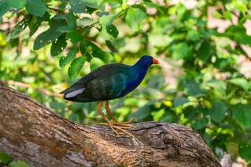 Porphyrio martinica Purple Gallinule on a branch close up