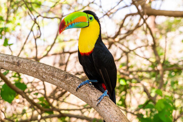 toucan on a branch tree colorful bird in tropique 