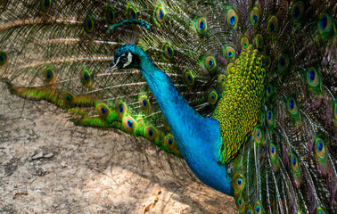 big and beautiful green and blue peacock close up in the nature 