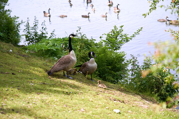 Canada goose in the lake on a warm summer day.