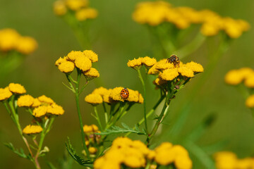 Rainfarn (Tanacetum vulgare) mit  insekten