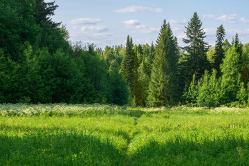 natural landscape, sunny meadow in the summer forest with a path among the grass