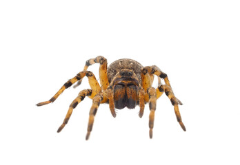 Chinese wolf spider isolated on white background, Lycosa singoriensis