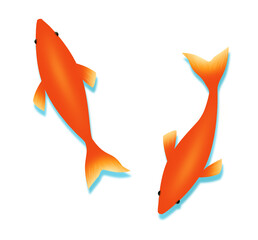 金魚　イラスト素材