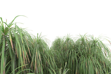 Tropical forest isolated on transparent background. 3d rendering - illustration