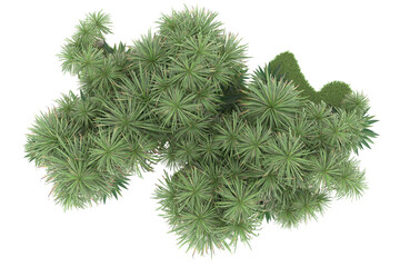 Tropical forest isolated on transparent background. 3d rendering - illustration