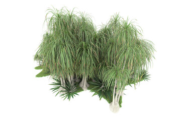 Tropical forest isolated on transparent background. 3d rendering - illustration