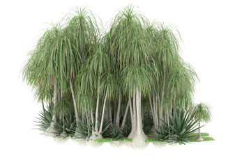 Tropical forest isolated on transparent background. 3d rendering - illustration