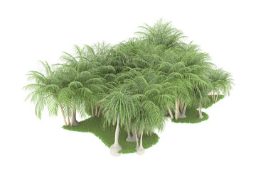 Fototapeta premium Tropical forest isolated on transparent background. 3d rendering - illustration