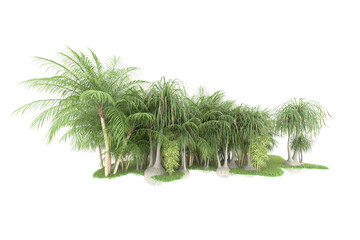 Tropical forest isolated on transparent background. 3d rendering - illustration