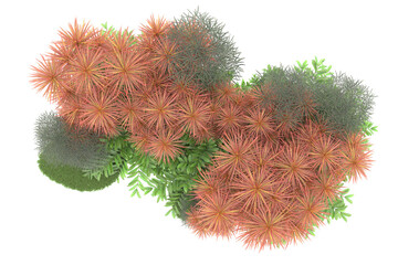 Tropical forest isolated on transparent background. 3d rendering - illustration