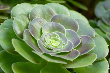 Side view of isolated close-up blooming succulent plant