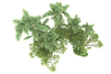 Tropical forest isolated on transparent background. 3d rendering - illustration