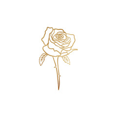 Golden Rose Drawing