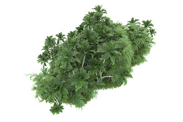 Tropical forest isolated on transparent background. 3d rendering - illustration