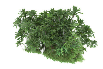 Tropical forest isolated on transparent background. 3d rendering - illustration