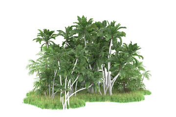 Tropical forest isolated on transparent background. 3d rendering - illustration