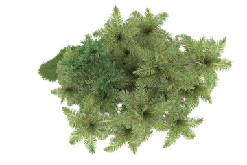 Fototapeta premium Tropical forest isolated on transparent background. 3d rendering - illustration