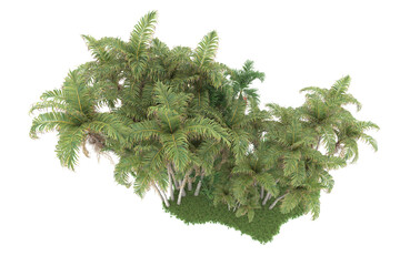 Tropical forest isolated on transparent background. 3d rendering - illustration