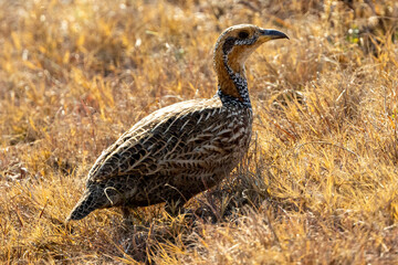 Red-winged Francolin (Scleroptila levaillantii) (Rooivlerkpatrys) in Rietvlei Nature Reserve