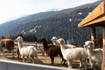 Allevamento di Alpaca in Trentino Alto Adige, passeggiata con gli Alpaca in montagna
