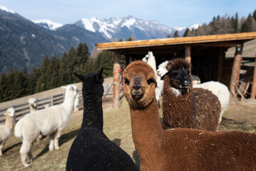 Allevamento di Alpaca in Trentino Alto Adige, passeggiata con gli Alpaca in montagna