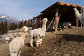 Allevamento di Alpaca in Trentino Alto Adige, passeggiata con gli Alpaca in montagna