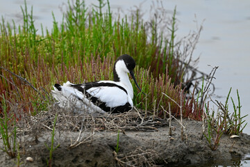 brütender Säbelschnäbler // breeding Pied avocet (Recurvirostra avosetta) 