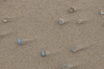 Fototapeta na wymiar Tiny shells in the sand on the beach, minimalistic compositions.