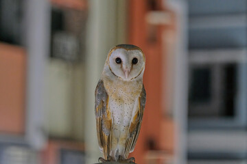 Barn owl