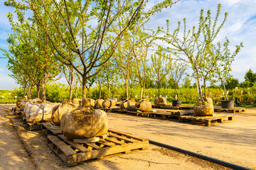 green tree in plant nursery outdoors in summer.