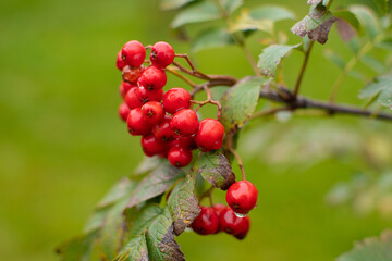 Rowan berries. Close up. Selective focus.