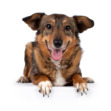 Fantastic looking elder dog, laying down facing front, open mouth, looking at camera, isolated on a white background