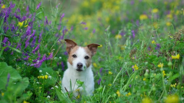 dog in wildflowers. Summer mood. Funny and Cheerful jack russell terrier in flowers