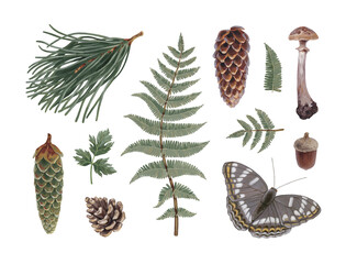 Hand painted acrylic botanical illustrations of forest nature. Cottegecore style. Perfect for prints, home textile, packaging design, posters, stationery and other printed goods - 615038011