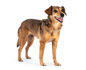 Fantastic looking elder dog, standing side ways looking away from camera, isolated on a white background