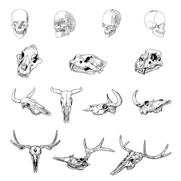 Set of skulls. Human and animal skulls. Vector illustrations. Isolated objects on a white background. Hand-drawn style.
