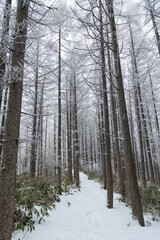 Fototapeta premium 美しい霧氷の森 富士見台高原