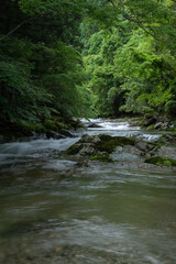 新緑の森を流れる川