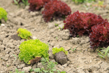Lollo Bionda and Lollo Rosso salad (Lactuca sativa var. crispa) on an agriculture field