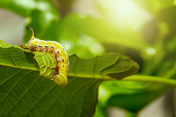 Caterpillar, Big green worm, Giant green worm on leaf.  green worm is eating leaf. worm baby on green leaves.