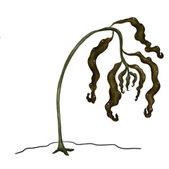 withered tree Hazardous, global warming 