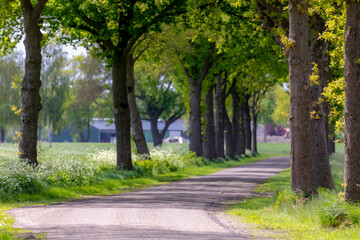 Countryside road with the trees on the side in spring, The Pieterpad is a long distance walking route in the Netherlands, The trail runs from northern part of Groningen to end just south of Maastricht