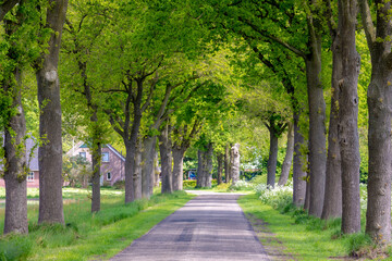 Fototapeta na wymiar Countryside road with the trees on the side in spring, The Pieterpad is a long distance walking route in the Netherlands, The trail runs from northern part of Groningen to end just south of Maastricht