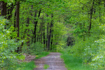 Gravel nature path through the trees along the side, The Pieterpad is a long distance walking route in the Netherlands, The trail runs from northern part of Groningen to end just south of Maastricht.