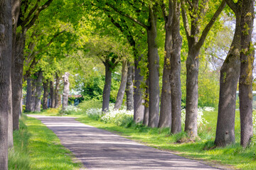 Fototapeta na wymiar Countryside road with the trees on the side in spring, The Pieterpad is a long distance walking route in the Netherlands, The trail runs from northern part of Groningen to end just south of Maastricht