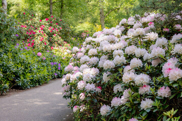 Selective focus a shrub of white pink flowers in the garden with green leaves, Rhododendron is a...