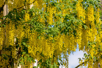 Selective focus of blossoms Laburnum anagyroides (Golden chain or Golden rain) is a species in the subfamily Faboideae, Yellow flowers swag down on the tree with green leaves, Nature floral background